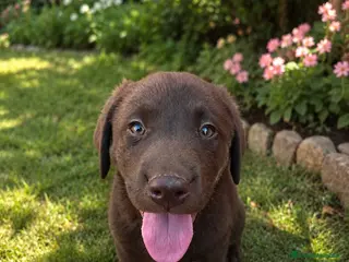 Labrador Retriever perros Cachorro de labrador retriever precio real - Anuncio 1