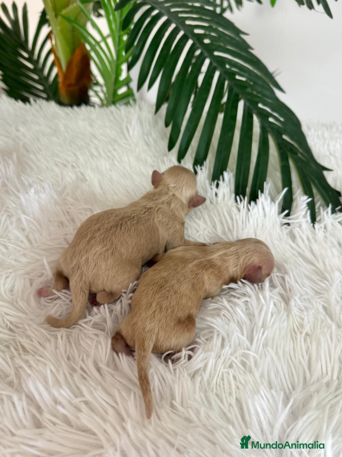 Maltipoo perros MALTIPOO HEMBRA - Anuncio 2