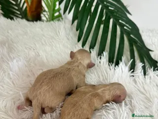 Maltipoo perros MALTIPOO HEMBRA - Anuncio 2