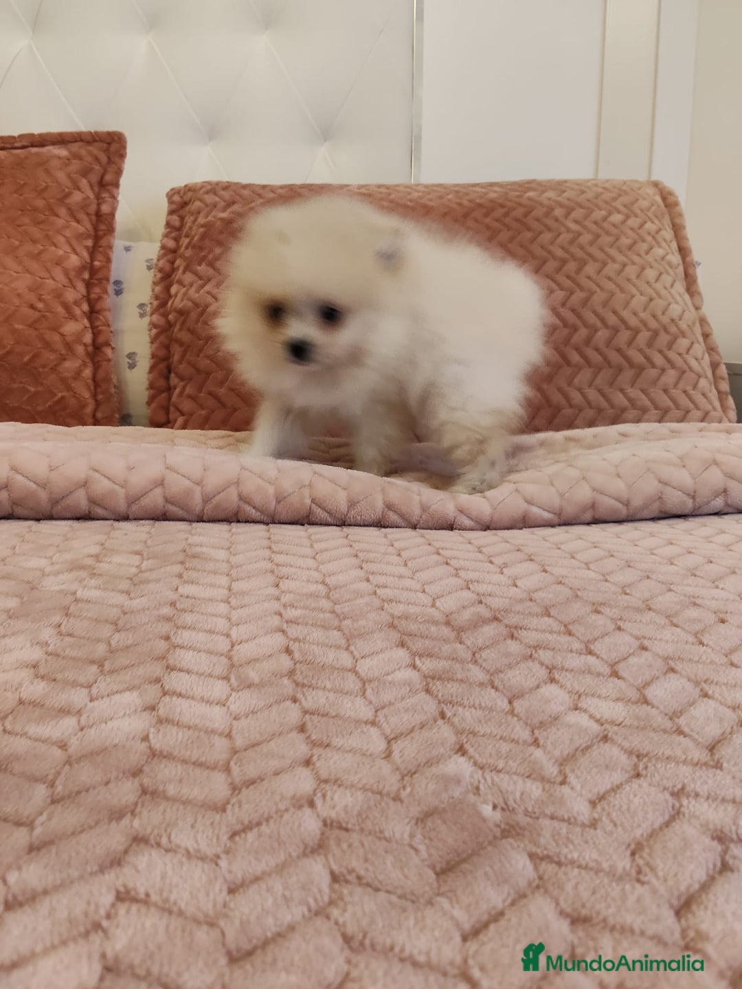Pomerania perros en venta: Pomerania petit - Anuncio 2