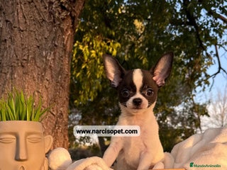 Chihuahua perros - Anuncio 22