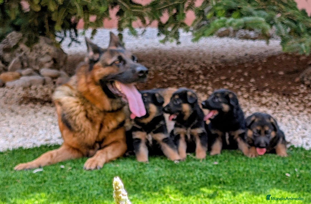 Pastor Alemán perros en venta: Cachorros pastor aleman disponibles - Imagen 3