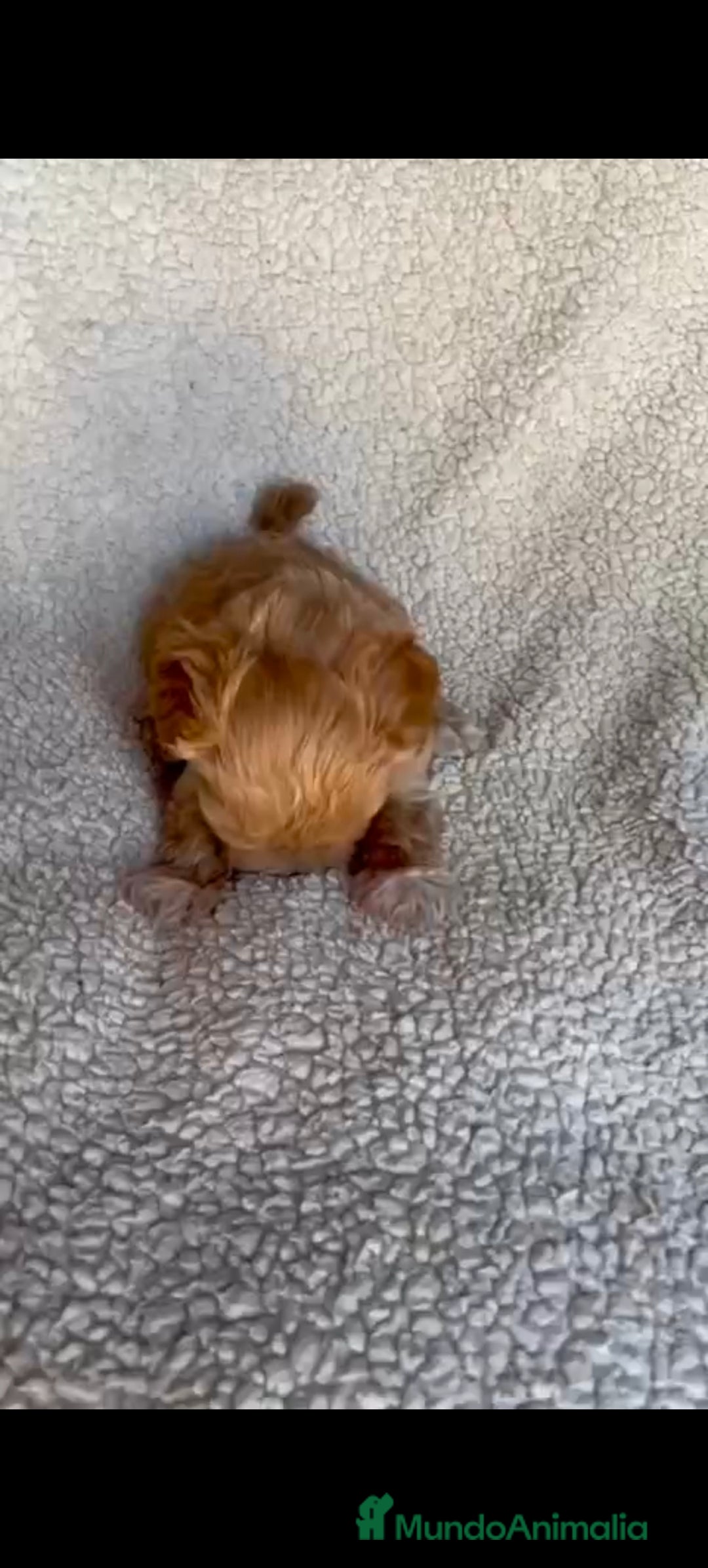 Maltipoo perros en venta: Maltipoo  - Imagen 4