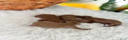Raza Mixta perros en venta: CANICHE HEMBRA ROJA - Anuncio 4