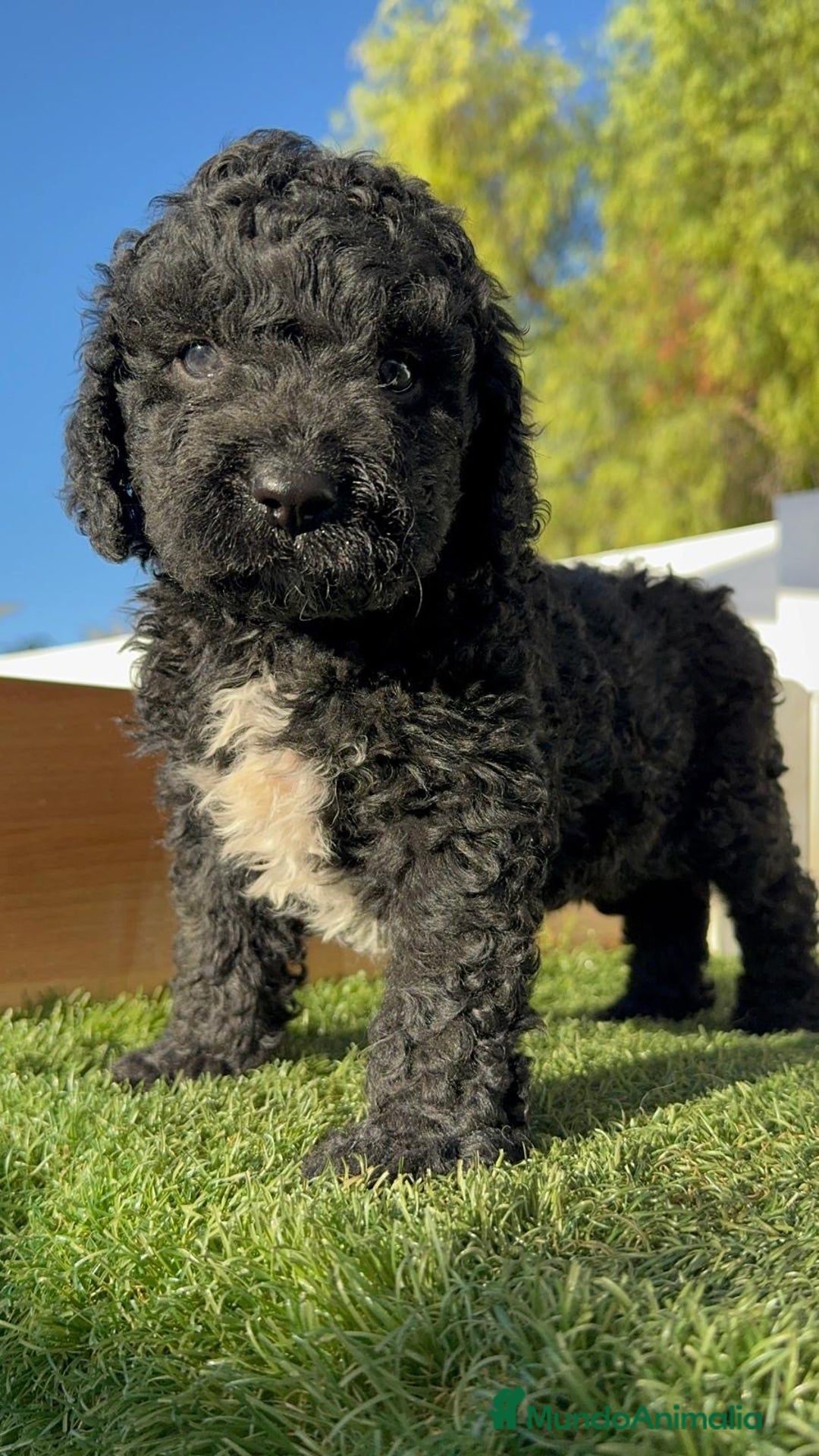 Perro de Agua Español perros en venta: PERRO DE AGUA ESPAÑOL - Imagen 4
