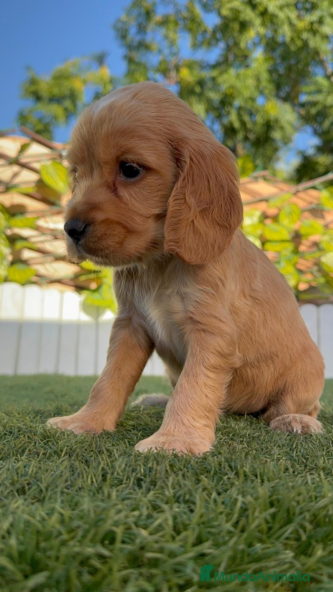 Cocker Spaniel Inglés perros en venta: COCKER SPANIEL INGLES HEMBRA - Imagen 17