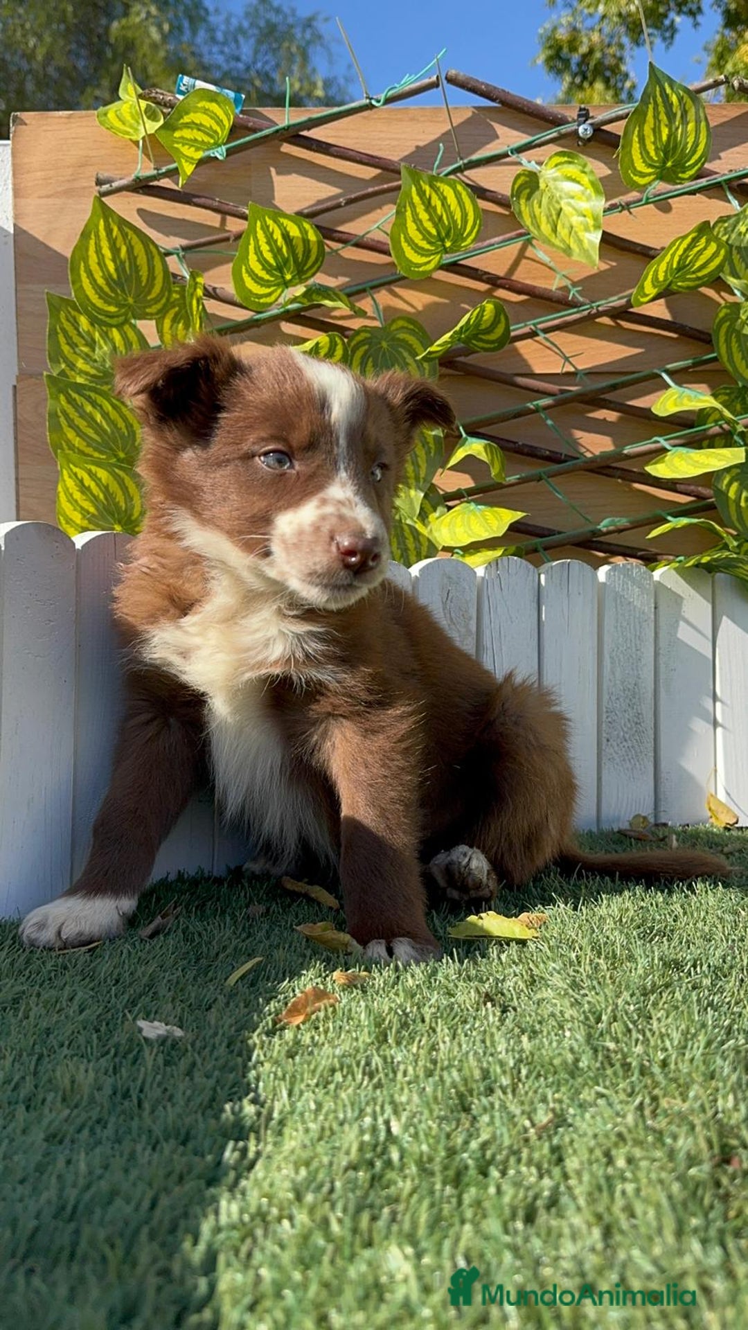 Border Collie perros en venta: BORDER COLLIE - Anuncio 9