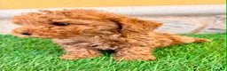 Caniche Toy perros en venta: Caniche toy roja - Anuncio 21