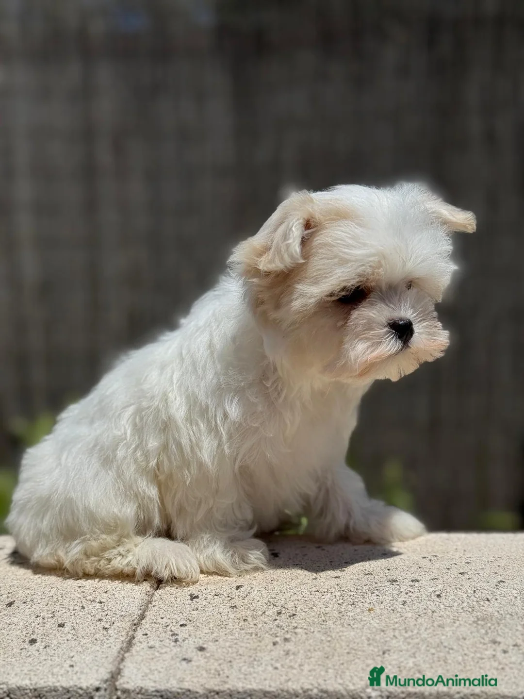 Bichón Maltés perros en venta: MALTES AMERICANO - Anuncio 7