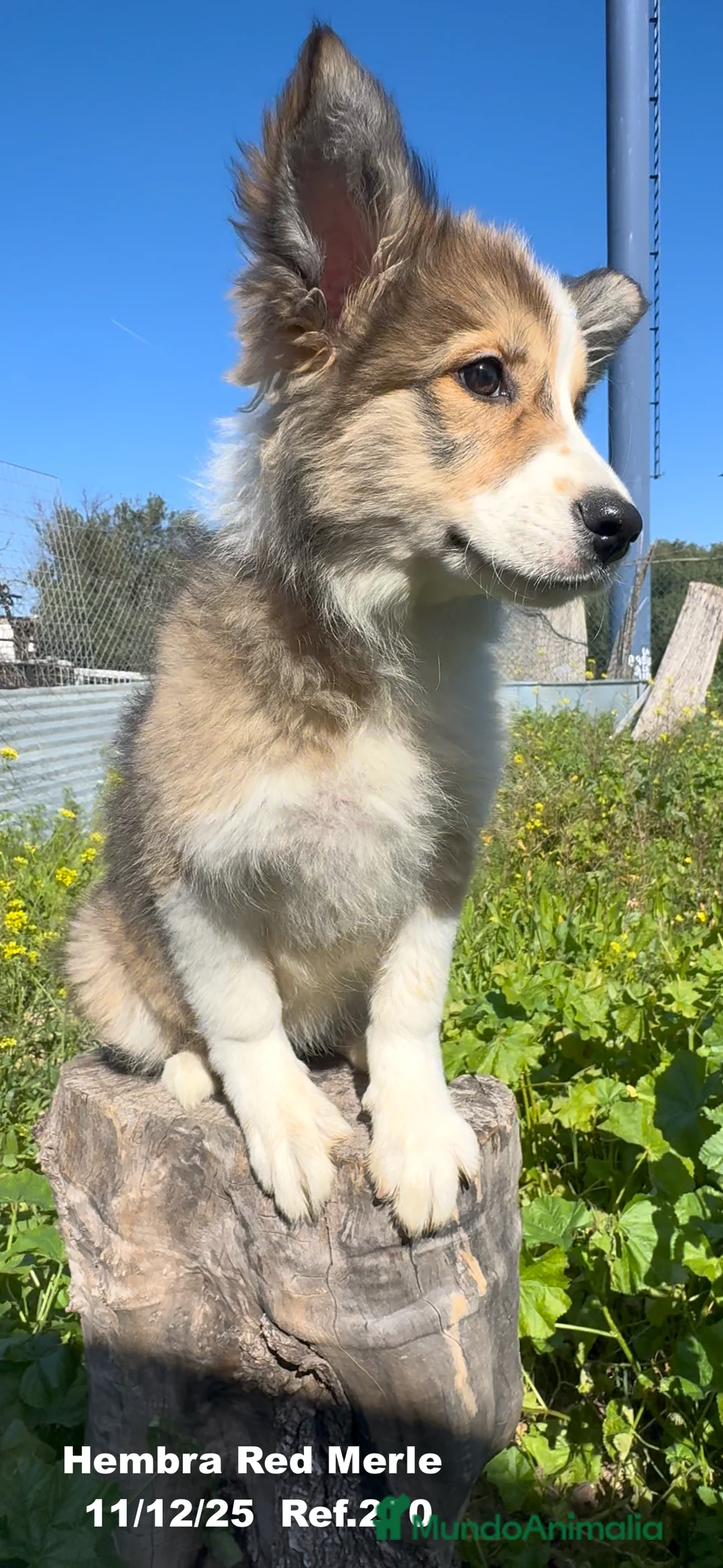 Border Collie perros en venta: Border Collie De Villa Biznaga - Anuncio 17