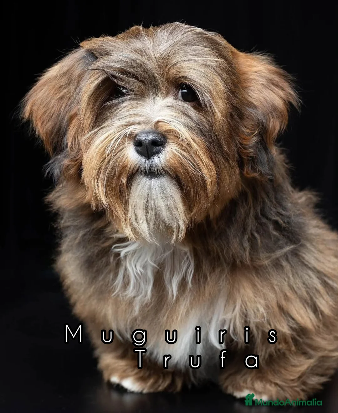 Bichón Habanero perros en venta: Muguiris Elodie - Anuncio 2