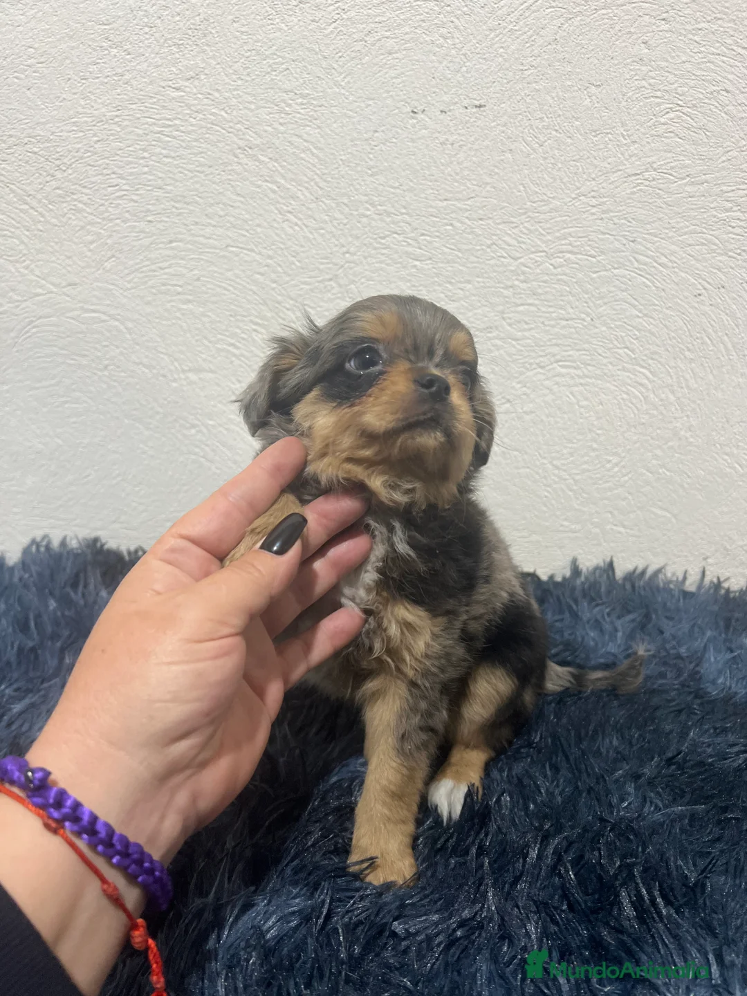 Chihuahua perros en venta: Chihuahua pelo largo  - Anuncio 1