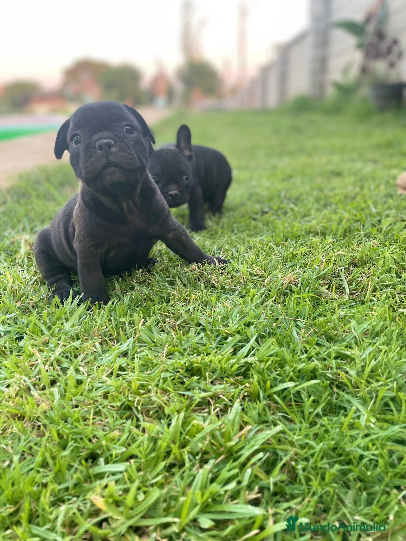 Bulldog Francés perros bulldog frances  - Anuncio 1