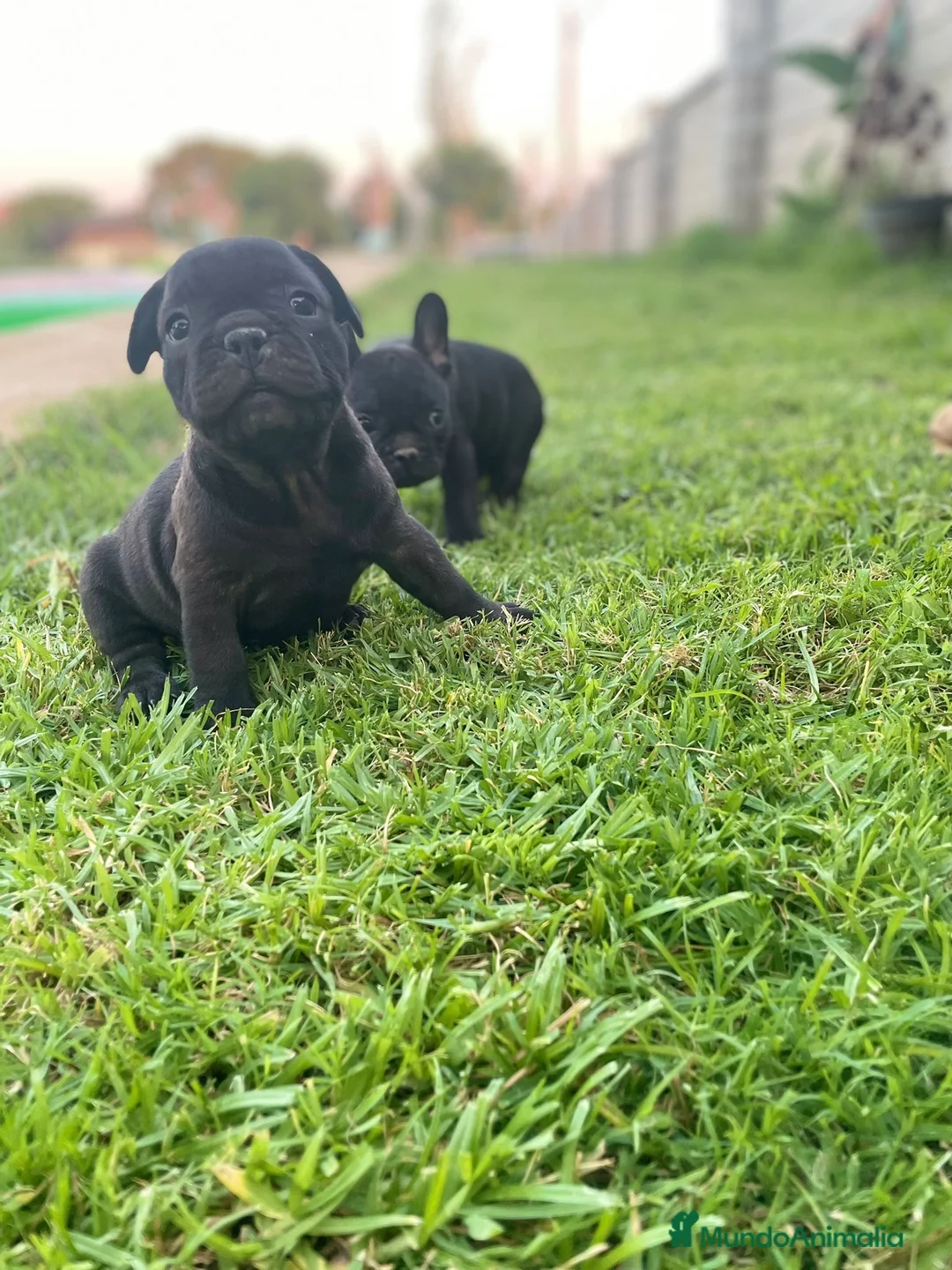 Bulldog Francés perros en venta: bulldog frances  en Valencia - Anuncio 1