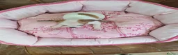 Chihuahua perros en venta: CHIHUAHUA TOY  - Anuncio 11