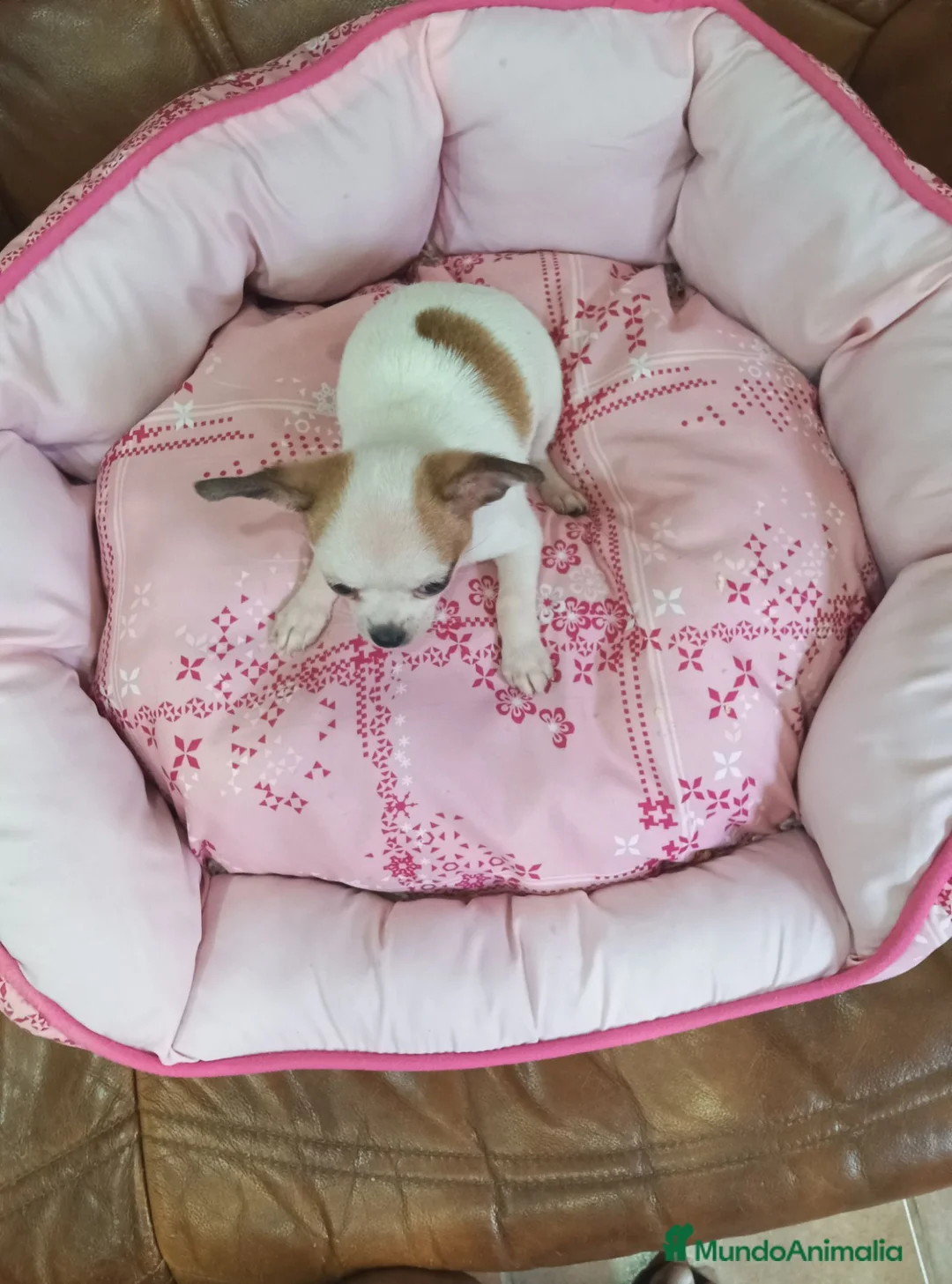 Chihuahua perros en venta: CHIHUAHUA TOY  - Anuncio 11