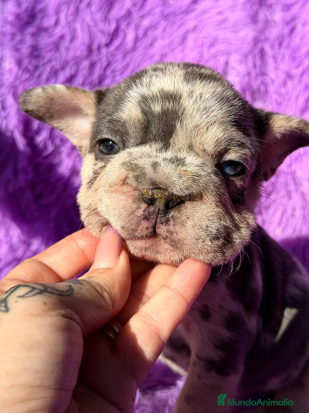 Bulldog Francés perros en venta: BULLDOG FRANCÉS BIG ROPE - Anuncio 3