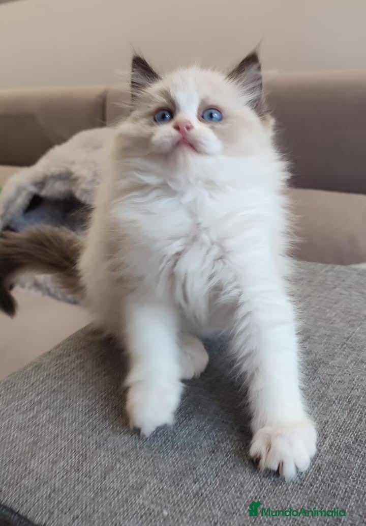 Ragdoll gatos Gatitos Ragdoll - Anuncio 1