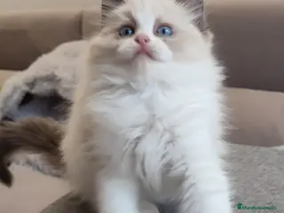Ragdoll gatos Gatitos Ragdoll - Anuncio 1