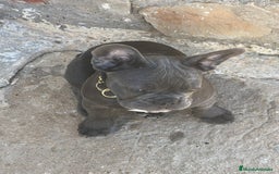 Bulldog Francés perros en venta: FRENCHIES SOCIALIZOS Y DE LA MEJOR CALIDAD !!! - Anuncio 3