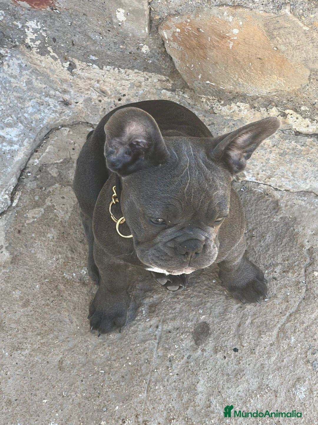 Bulldog Francés perros en venta: FRENCHIES SOCIALIZOS Y DE LA MEJOR CALIDAD !!! - Anuncio 3