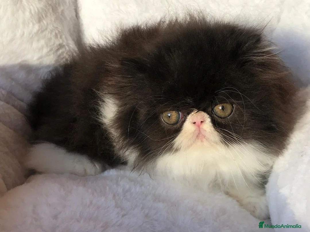 Persa gatos en venta: GATITO PERSA BICOLOR BLANCO Y NEGRO - Anuncio 1