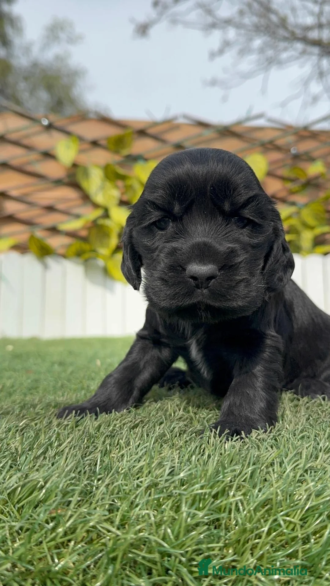 Cocker Spaniel Inglés perros en venta: COCKER HEMBRA - Anuncio 1