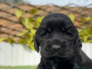 Cocker Spaniel Inglés perros COCKER HEMBRA - Anuncio 1