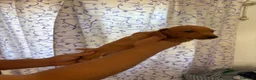 Teckel perros en venta: Teckels Kaninchen  - Anuncio 4