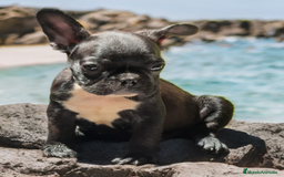 Bulldog Francés perros en venta: Bulldog francés hembra  - Imagen 1