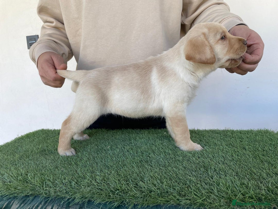 Labrador Retriever perros en venta: PRECIOSA HEMBRA CREMA DE LABRADOR  - Anuncio 2