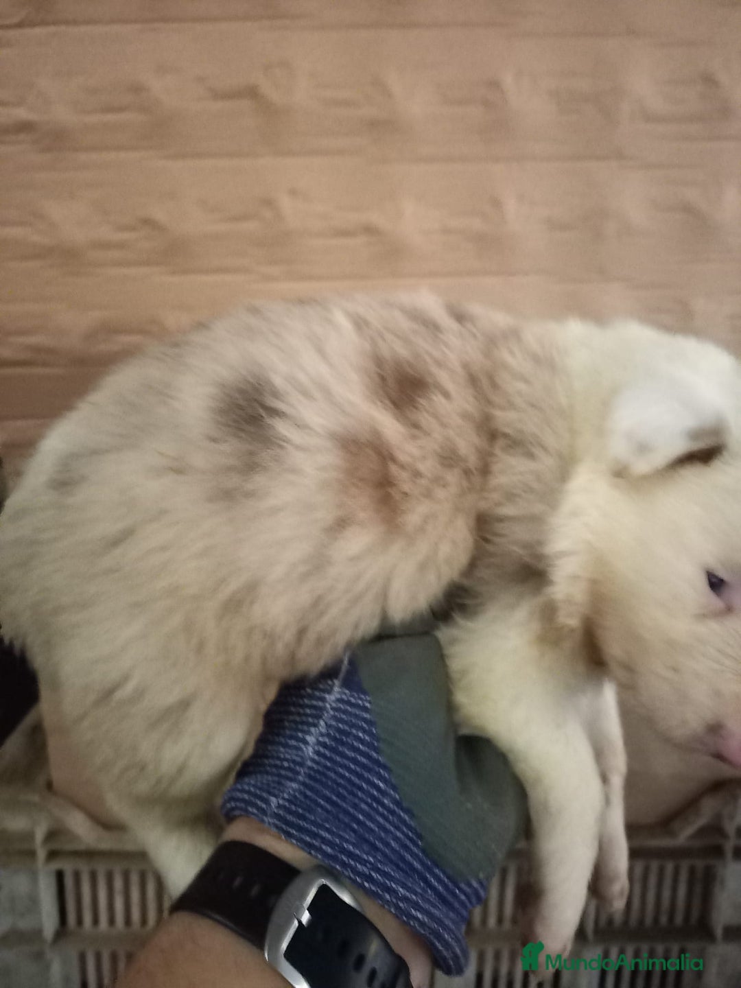 Border Collie perros en venta: Bordér collie  - Anuncio 9