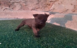 Pastor Belga Malinois perros en venta: PASTOR BELGA MALINOIS - Imagen 3