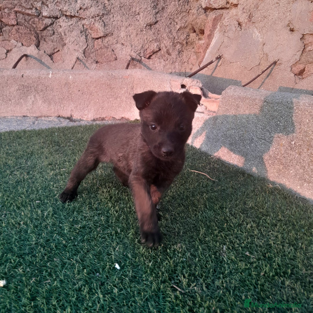 Pastor Belga Malinois perros en venta: PASTOR BELGA MALINOIS - Imagen 3