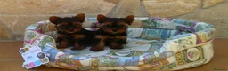 Yorkshire Terrier perros en venta: Yorkshire Terrier en Barcelona - Anuncio 6