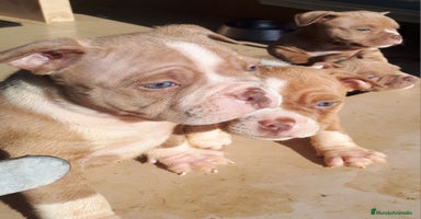 American Bully perros American Bully Pocket  - Anuncio 15