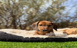 Teckel Miniatura perros en venta: TECKEL PELO DURO MACHO - Imagen 2
