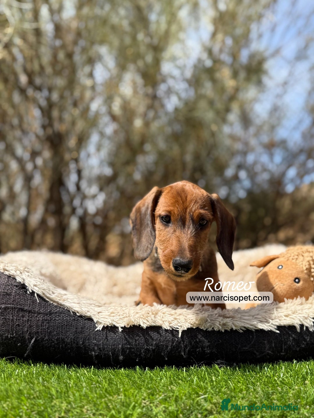 Teckel Miniatura perros en venta: TECKEL PELO DURO MACHO - Imagen 2