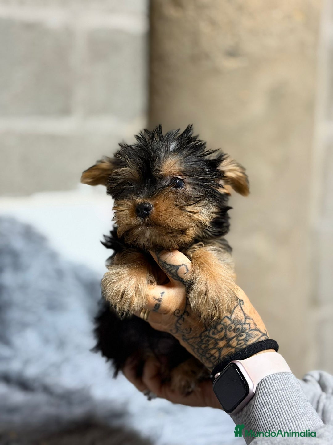 Yorkshire Terrier perros en venta: YORKSHIRE TERRIER MACHO - Anuncio 6