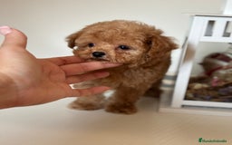Maltipoo perros en venta: Maltipoo precisa y diminuta !!! - Imagen 3