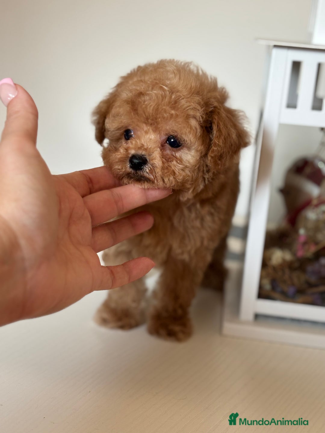 Maltipoo perros en venta: Maltipoo precisa y diminuta !!! - Imagen 3