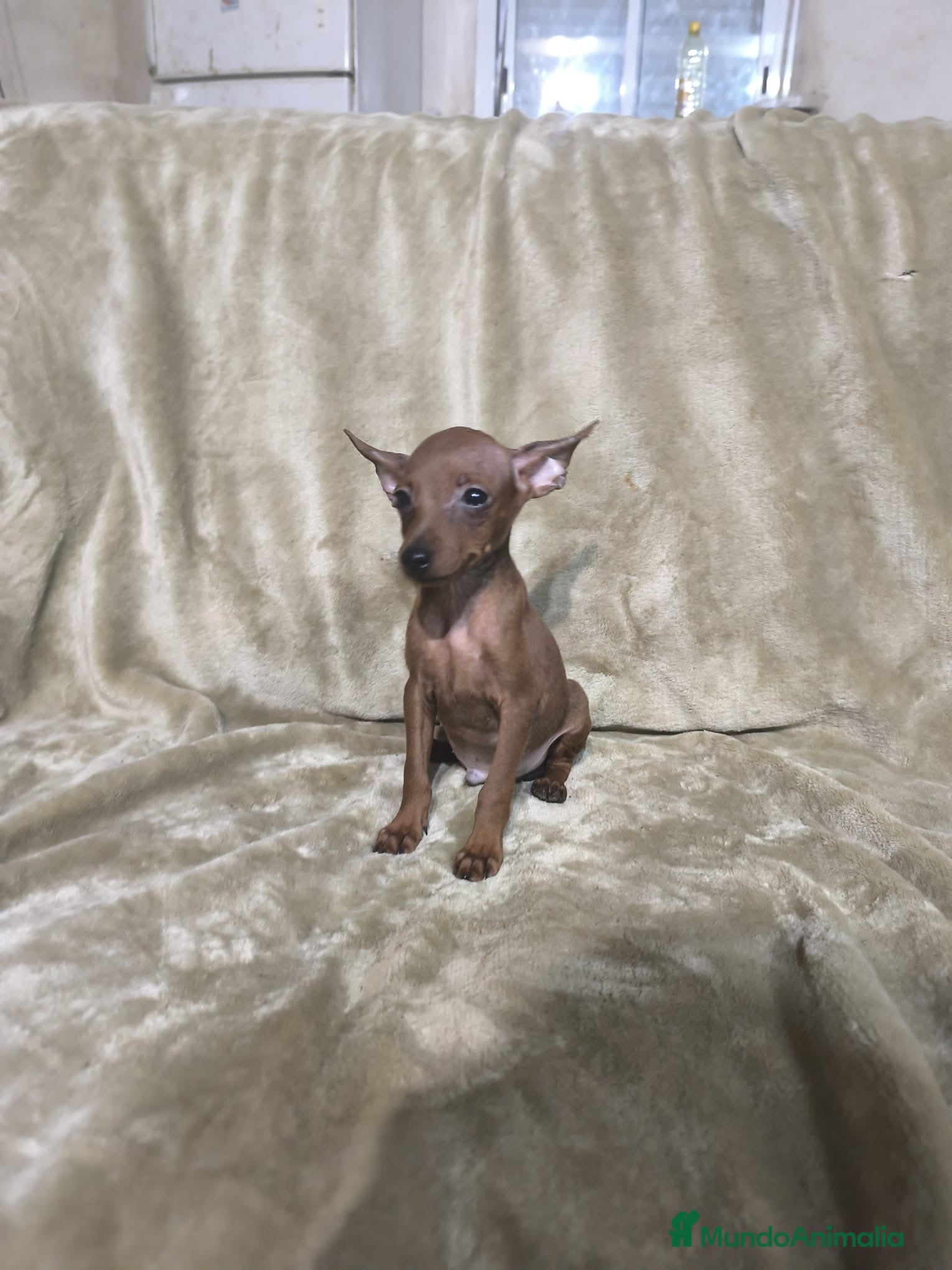 Pinscher Miniatura perros Preciosos pinscher miniatura rojos🐶🐾 - Anuncio 2