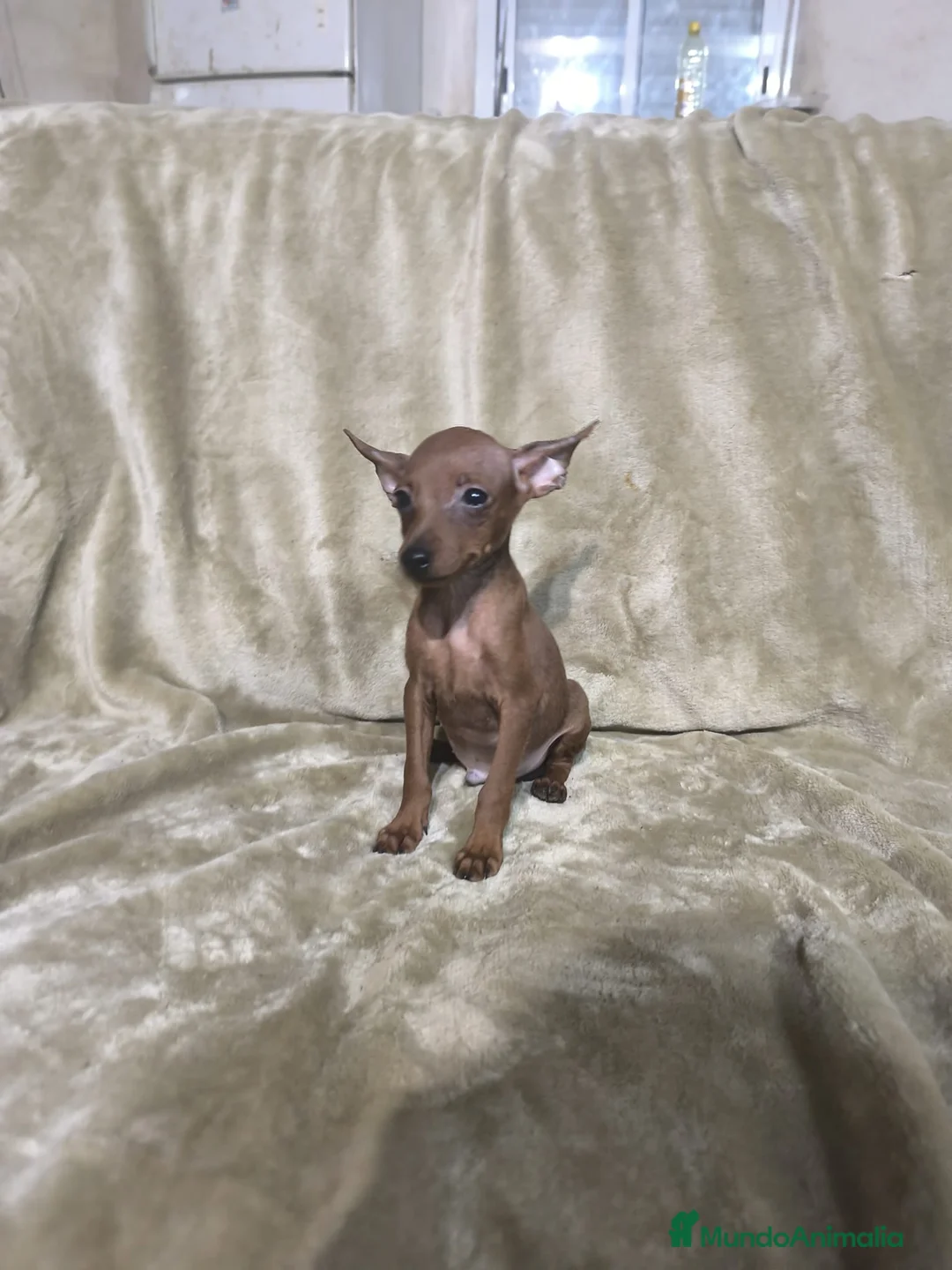 Pinscher Miniatura perros en venta: Preciosos pinscher miniatura rojos🐶🐾 en Cáceres - Anuncio 1