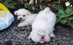 Bichón Maltés perros en venta: Bichón maltes - Imagen 1