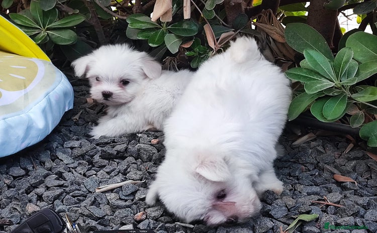 Bichón Maltés perros - Anuncio 11
