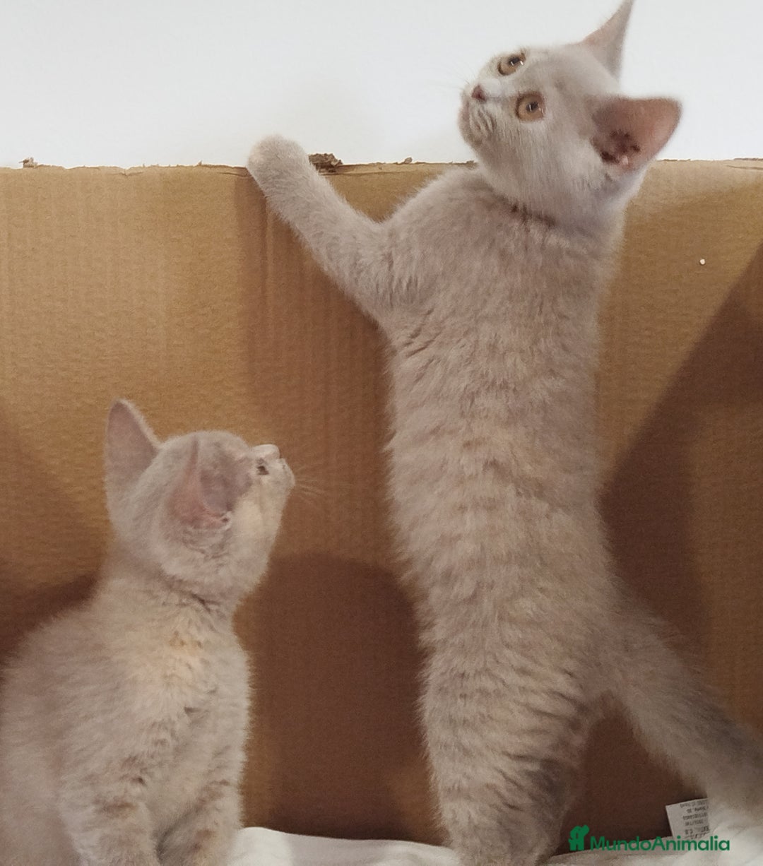 Británico de Pelo Corto gatos en venta: British Shorthair última hembra  - Imagen 12