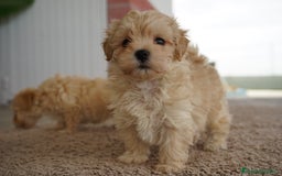 Maltipoo perros en venta: 🐾 Manolo, Jacinto y Paco – Hermanitos Maltipoo 🐾 - Imagen 1