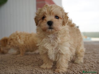 Maltipoo perros - Anuncio 3