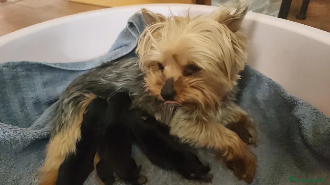 Yorkshire Terrier perros en venta: Yorkshire terrier Prao Toro  en Madrid - Anuncio 2
