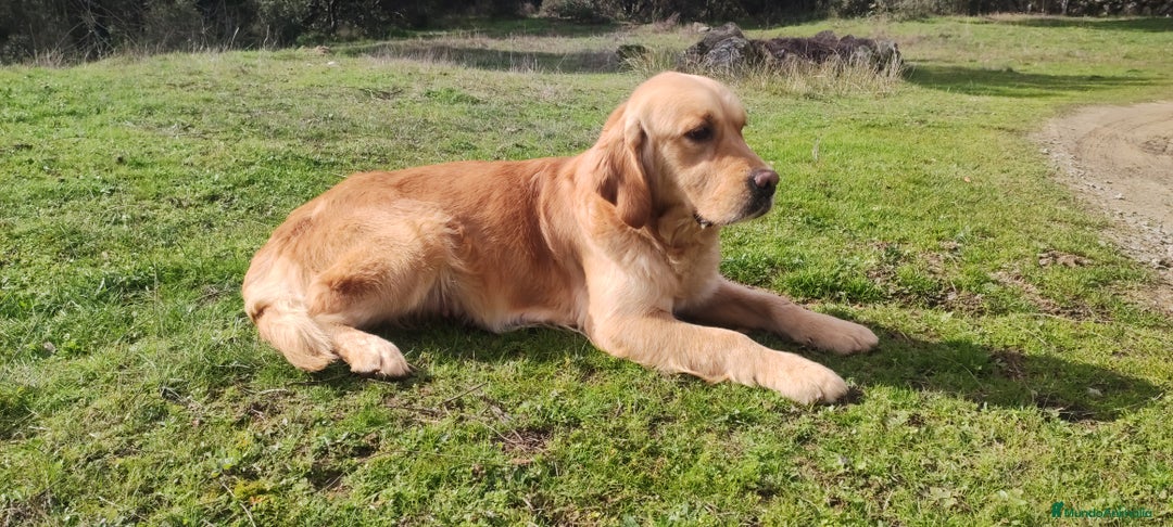 Golden Retriever perros en venta: Golden Retriever - Anuncio 8